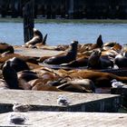 Seal Colony