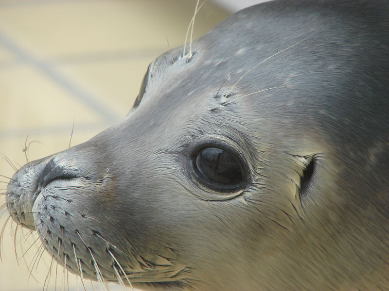 seal