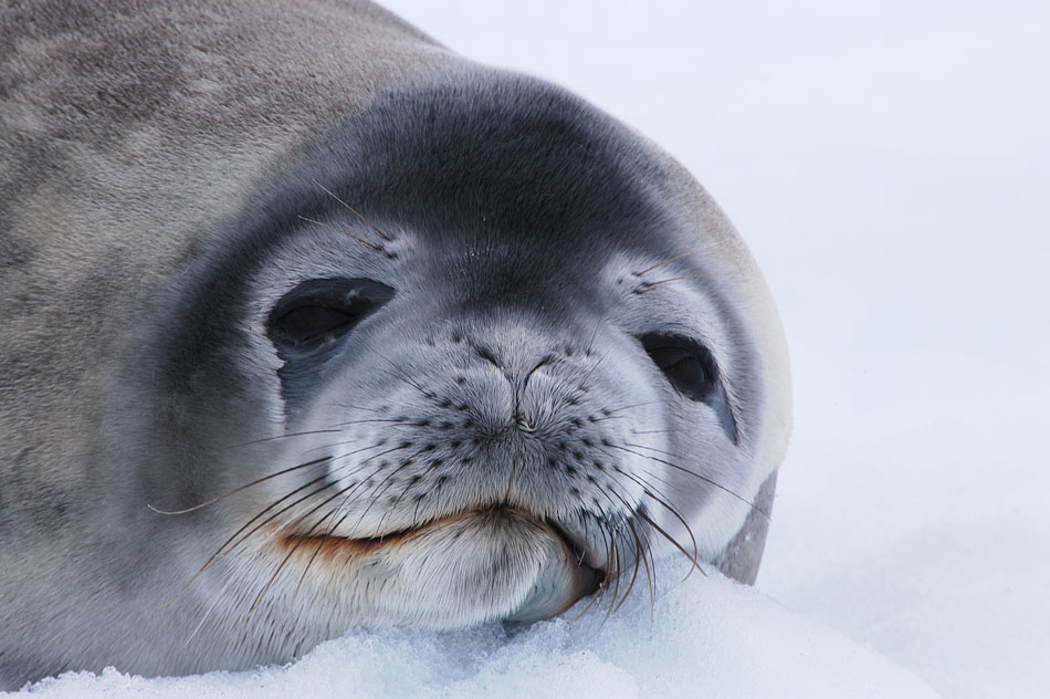 Seal