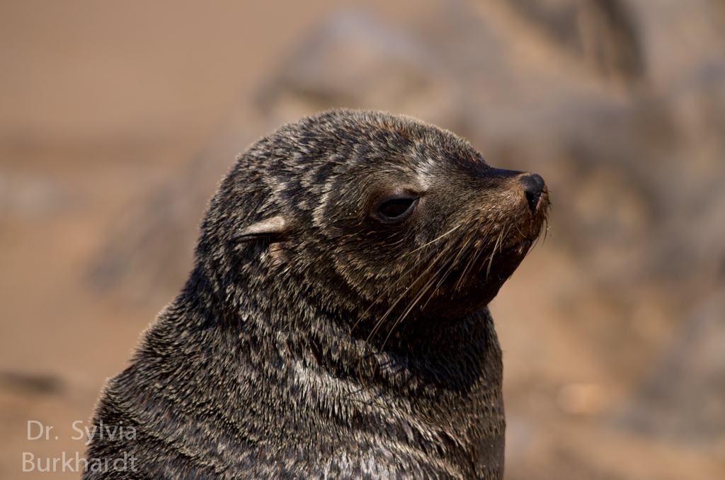 Seal Frisch vom Frisör