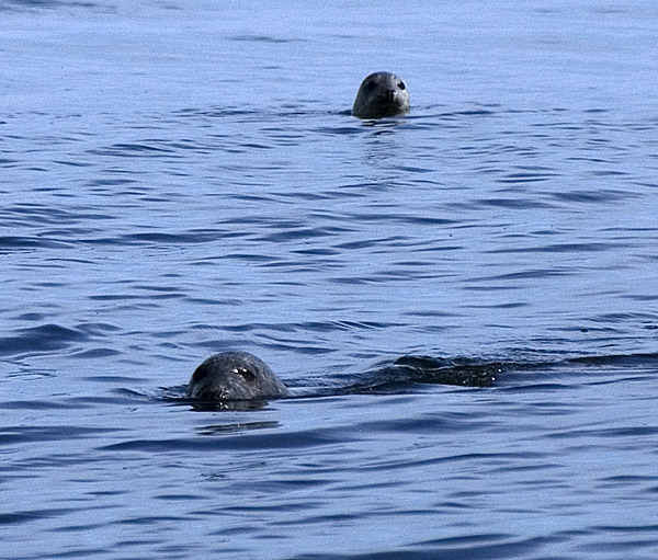 Seal heads