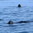 Seal heads