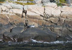 Seal im Saguenay