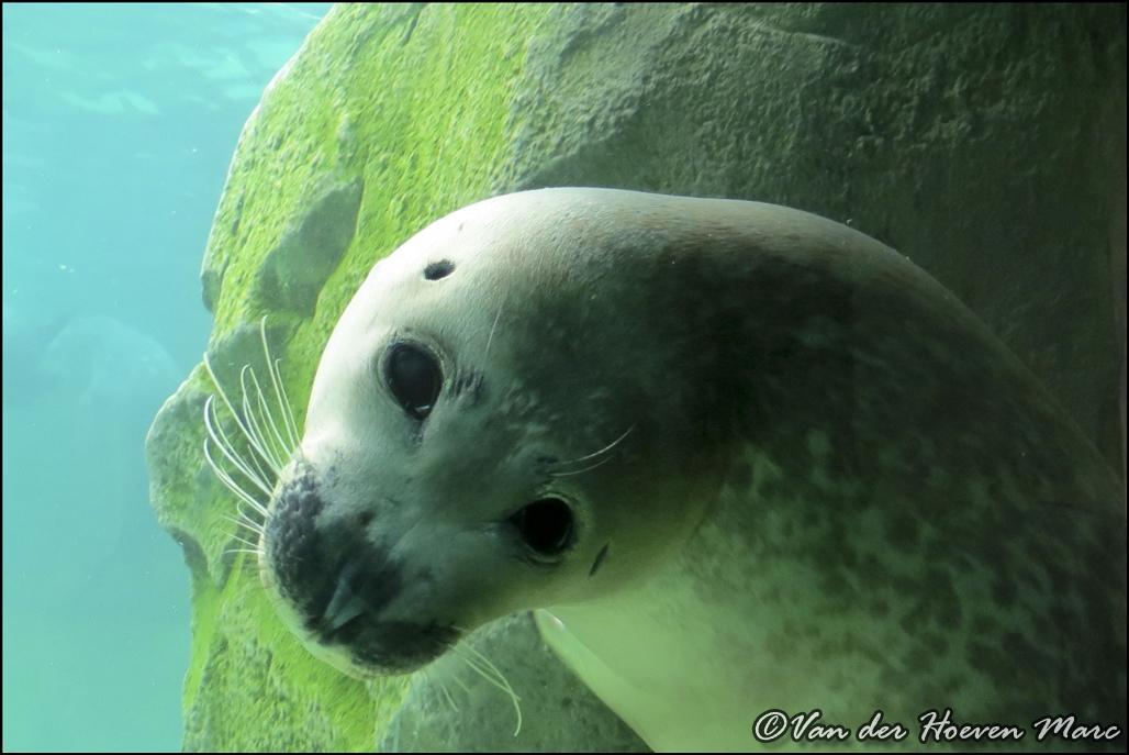 Seal in action