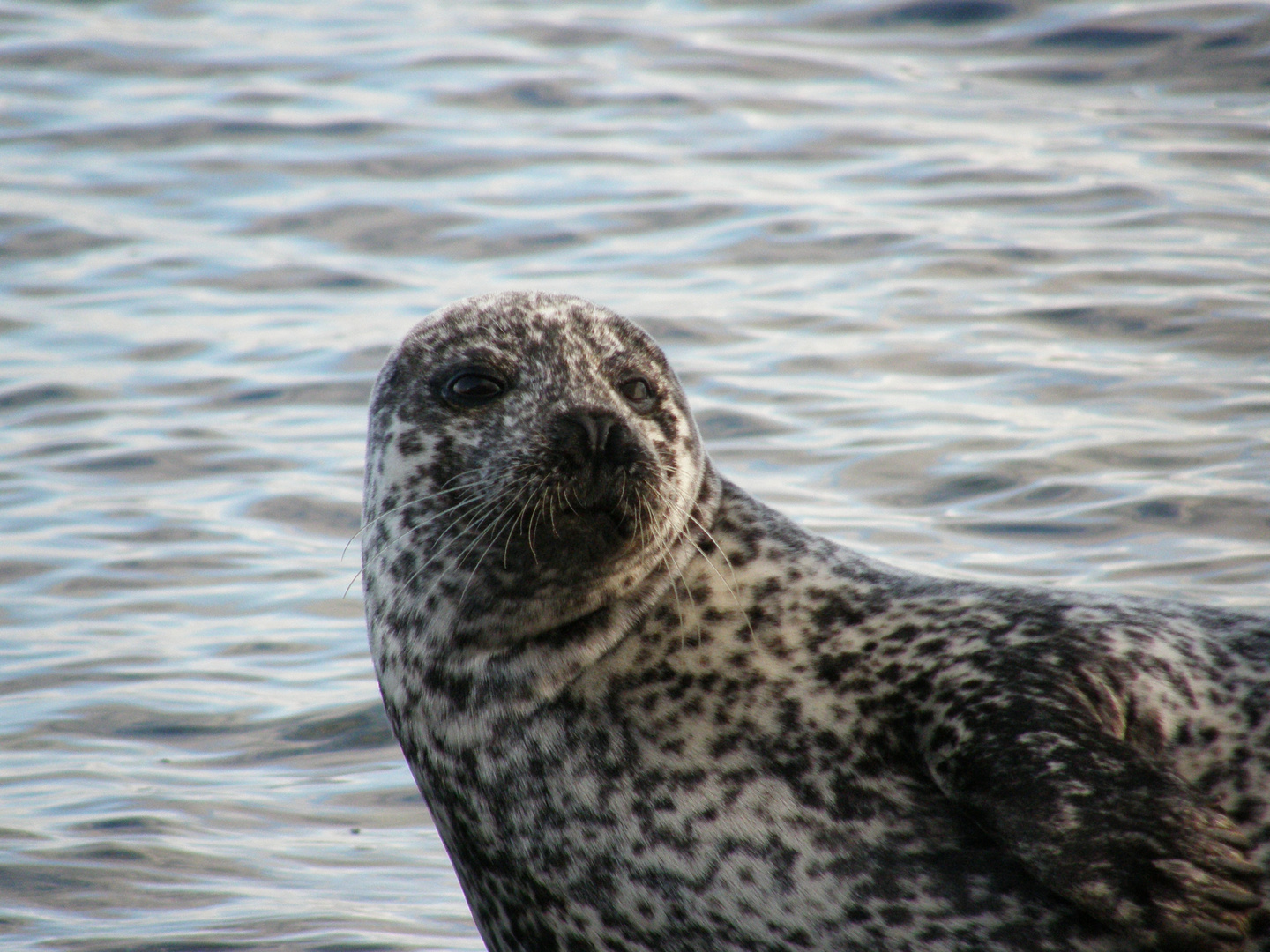 Seal in Schottland