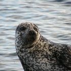 Seal in Schottland