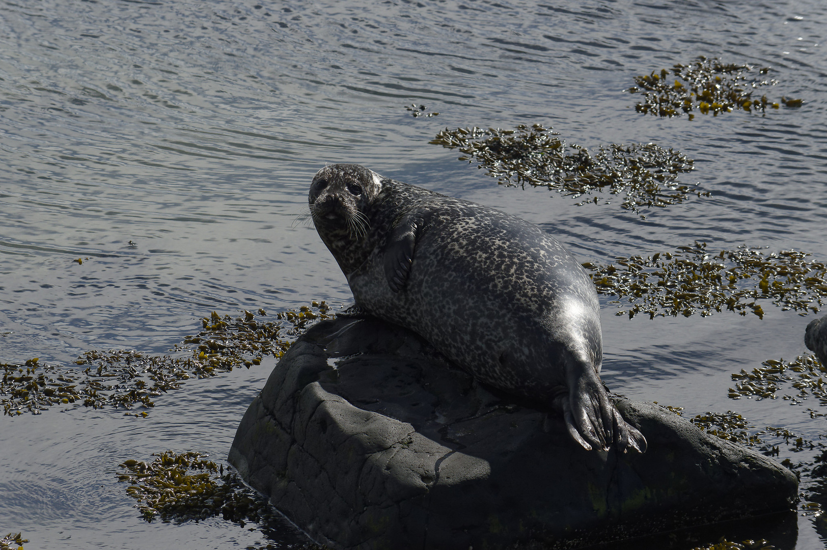 Seal in the sun