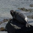 Seal in the sun