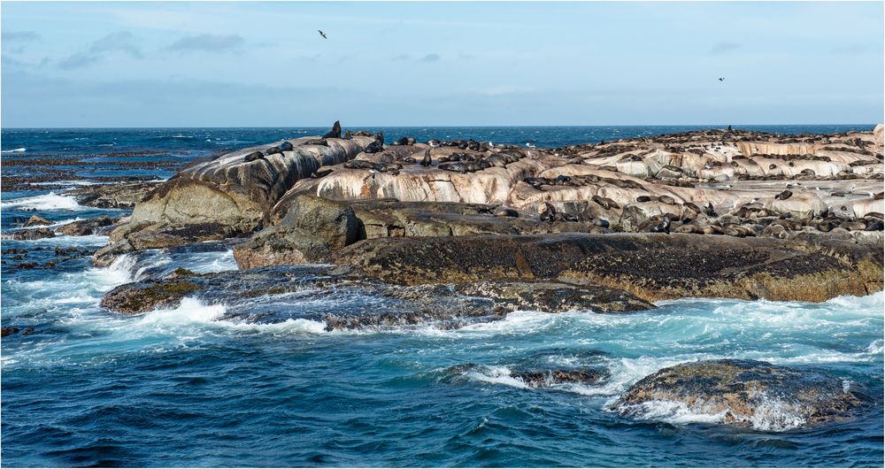 Seal Island Foto & Bild africa, southern africa, south africa Bilder