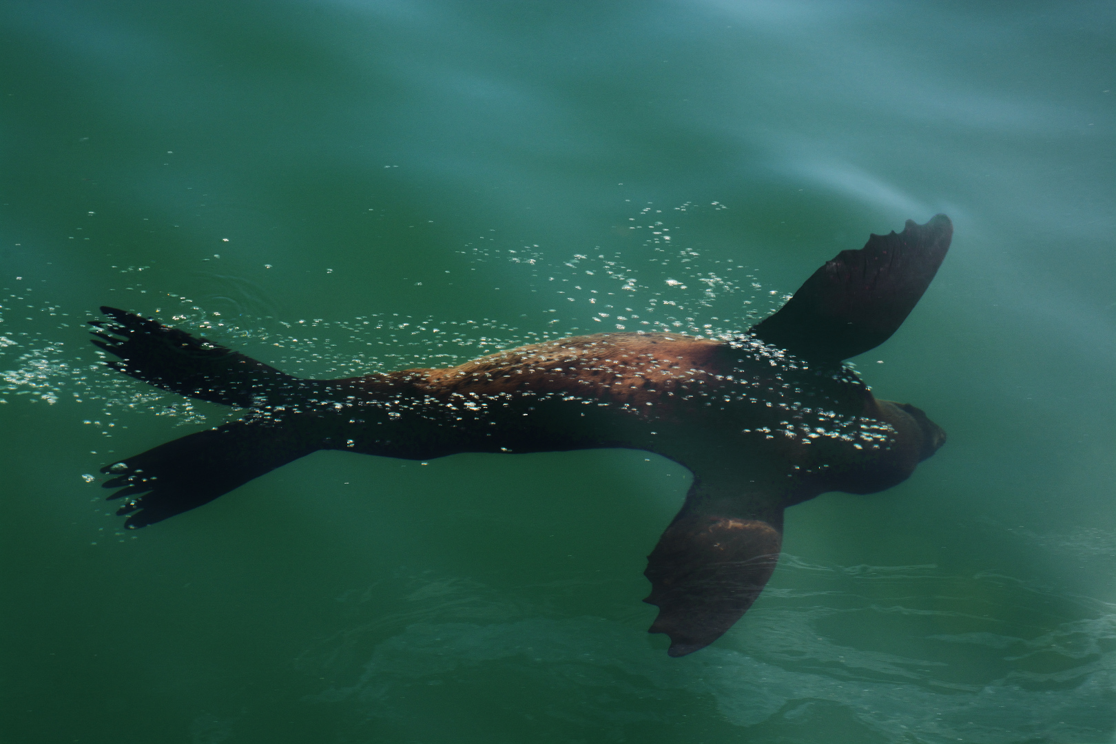 Seal joy