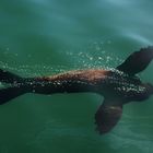 Seal joy