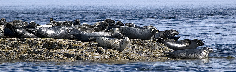 Seal panorama