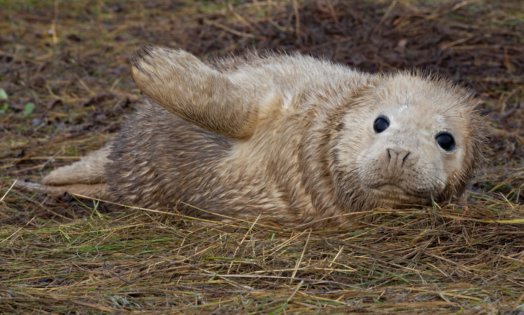 seal pup