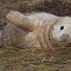 seal pup