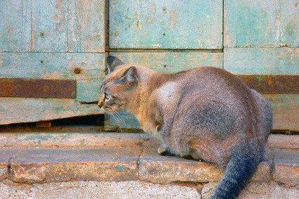 Seal Tabby