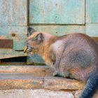 Seal Tabby