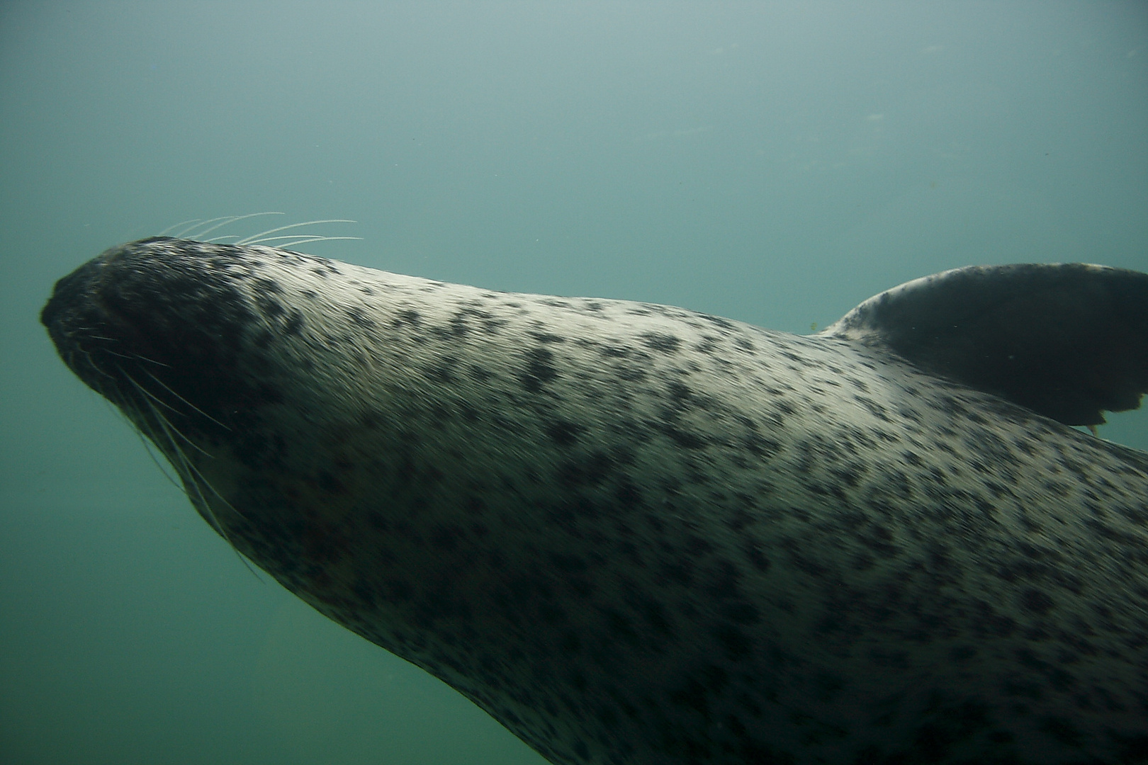 seal under water