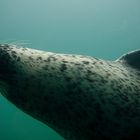 seal under water