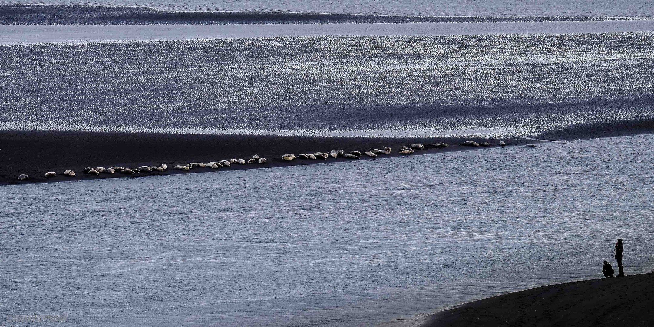 Seal watching