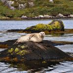Seal-watching bei Garinish Island