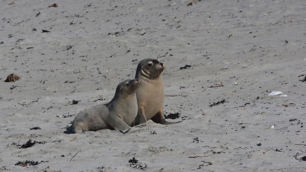 SealBay Youngsters