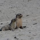 SealBay Youngsters