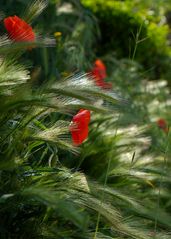 Señales de primavera