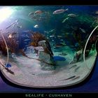 Sealife