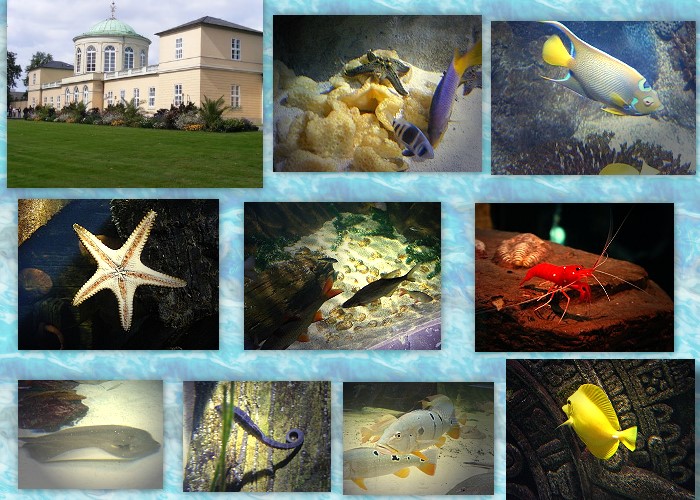 Sealife Collage Hannover