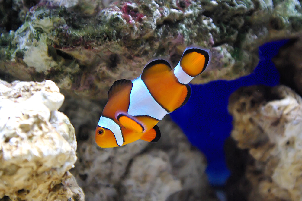 Sealife "Nemo"