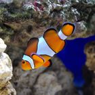 Sealife "Nemo"