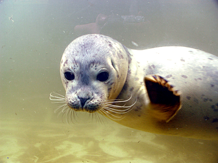 Sealife Seal