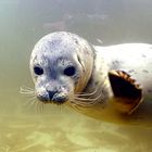 Sealife Seal