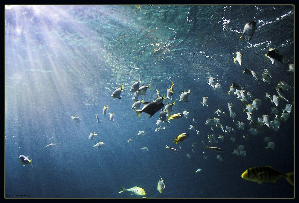 SeaLife Speyer Foto & Bild | tiere, haustiere, aquaristik Bilder auf