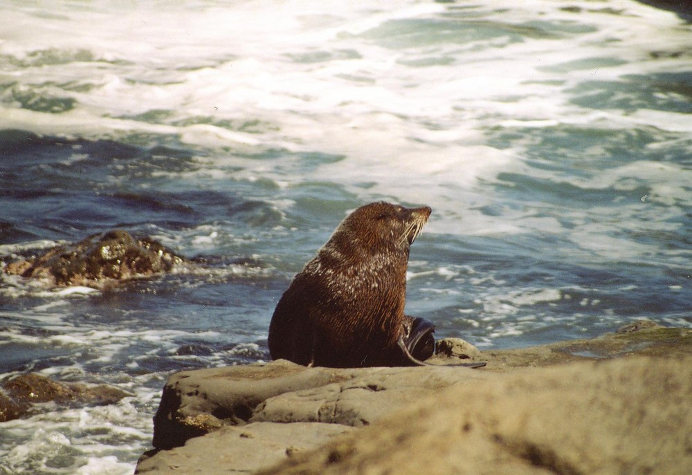 sealion