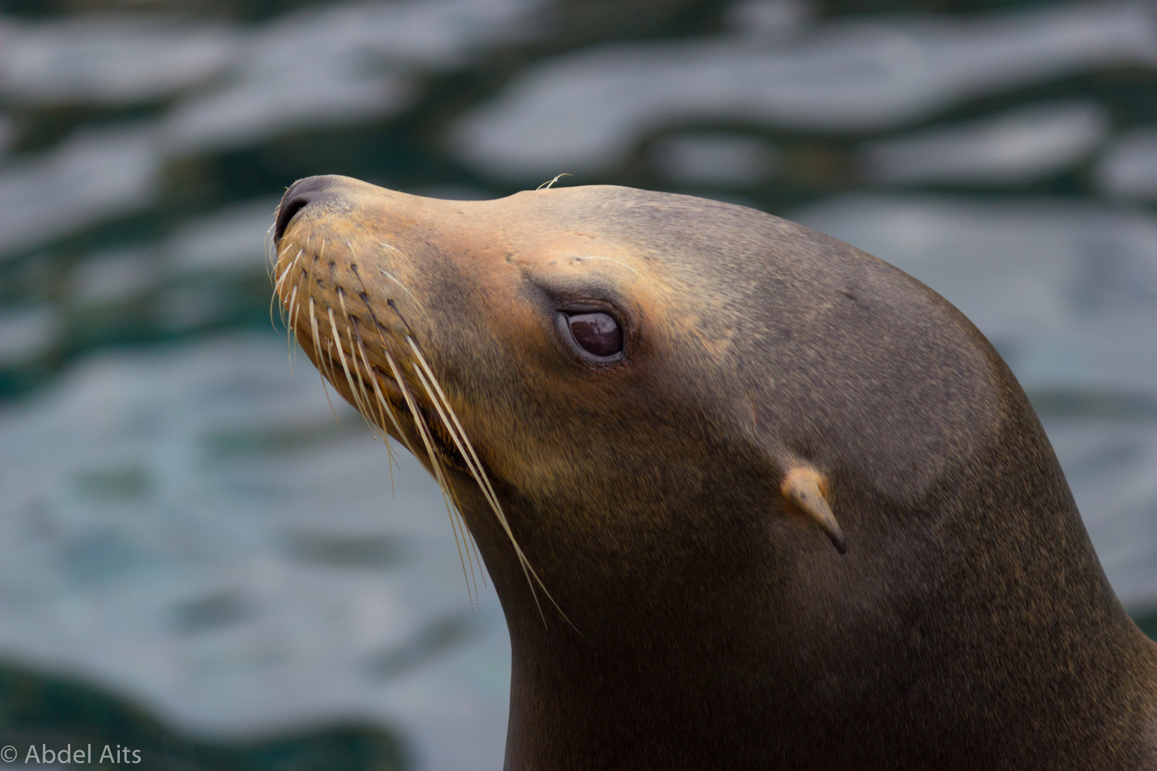 Sealion