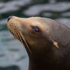 Sealion