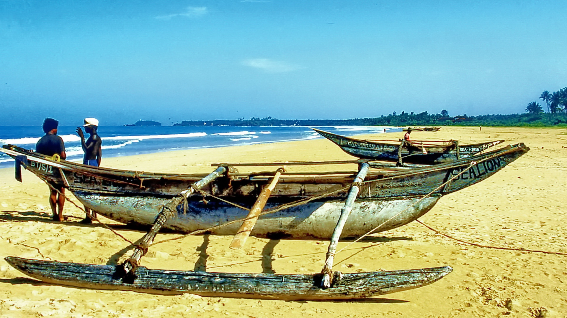 Sealion, Bentota Beach