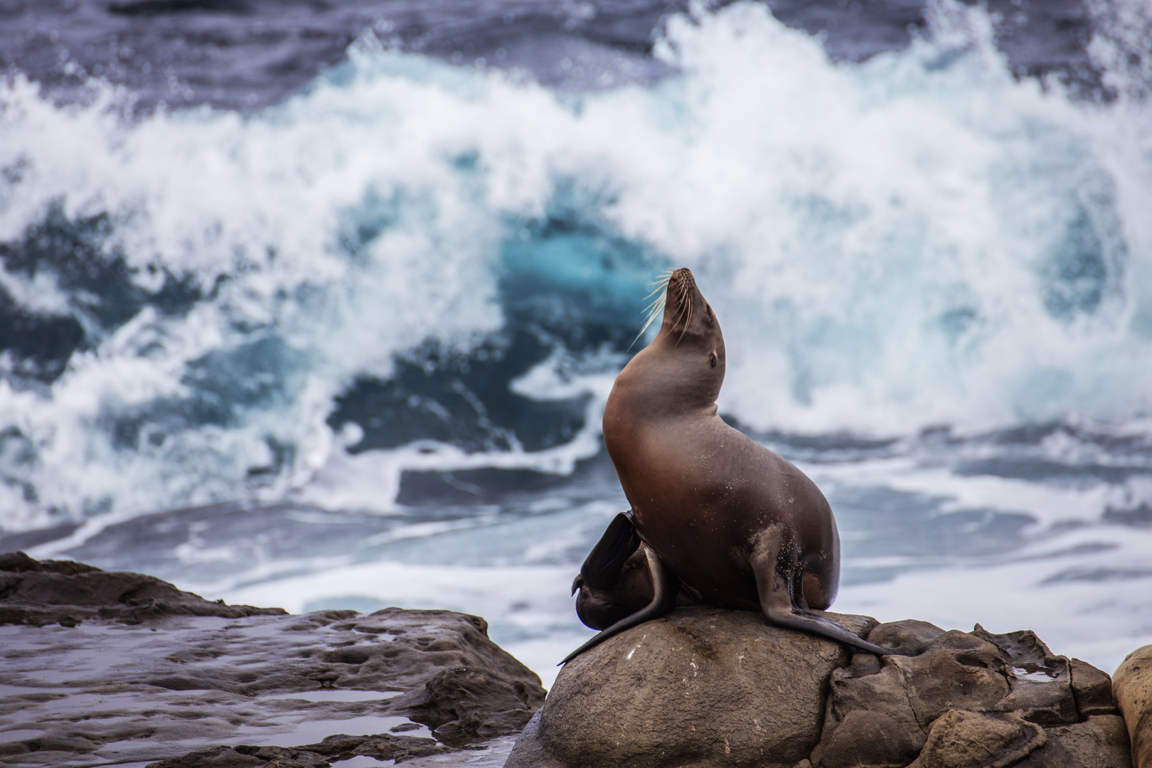 Sealion enjoying the waves