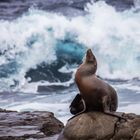 Sealion enjoying the waves