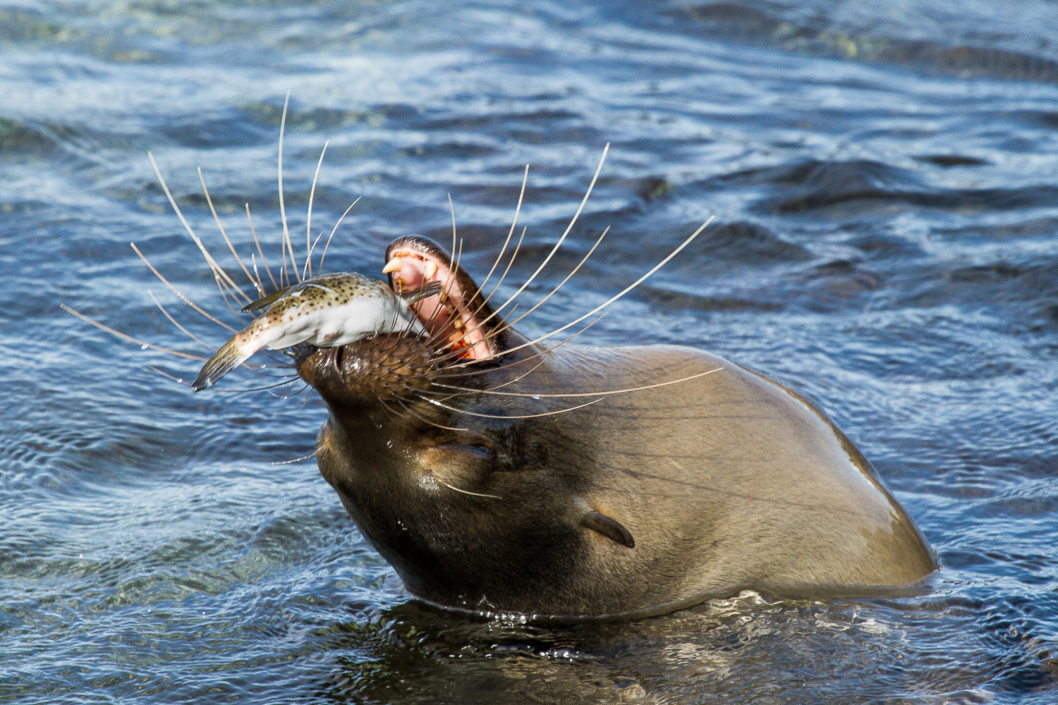 Sealion @ Galapagos