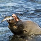 Sealion @ Galapagos