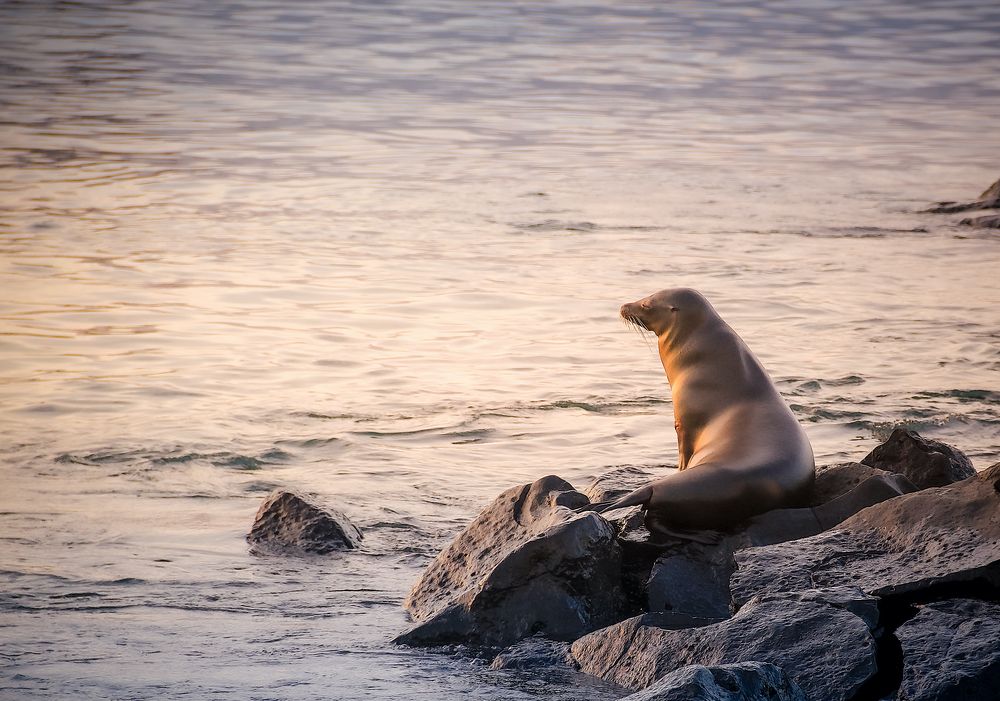 Sealion King