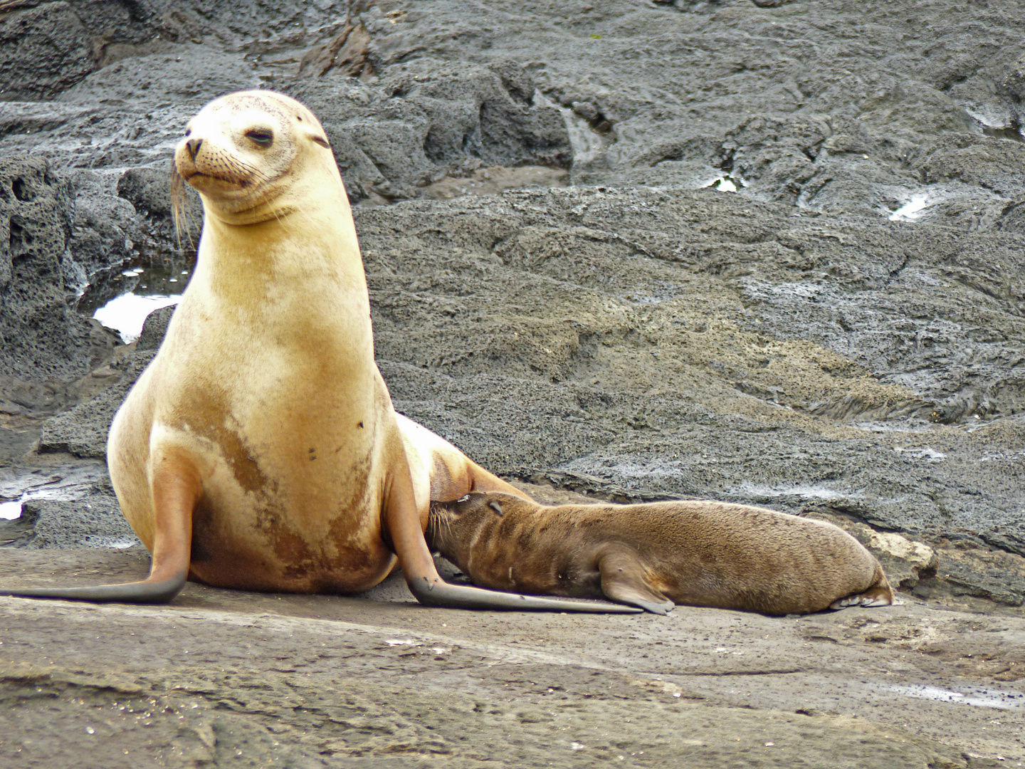 sealion nursing