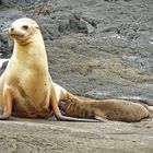 sealion nursing