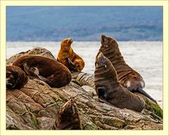 Sealions Beagle-Kanal