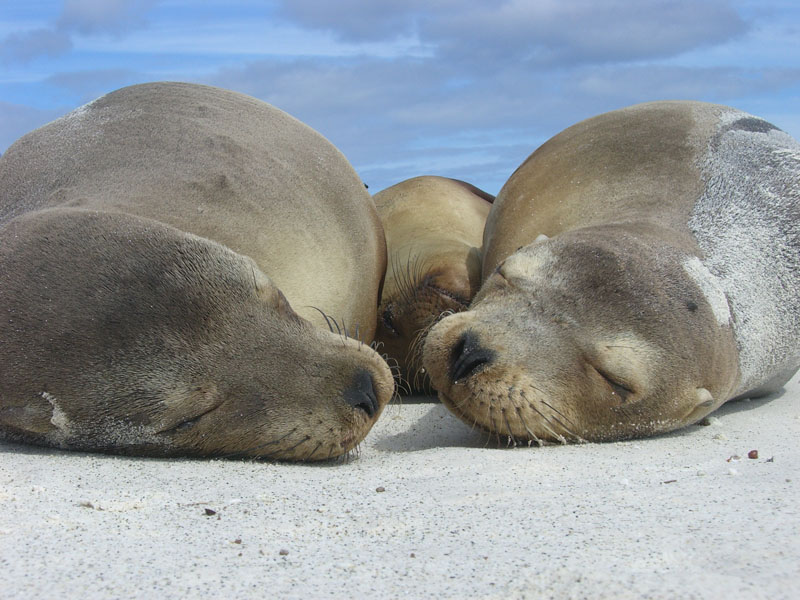 Seals