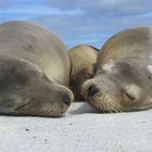 Seals