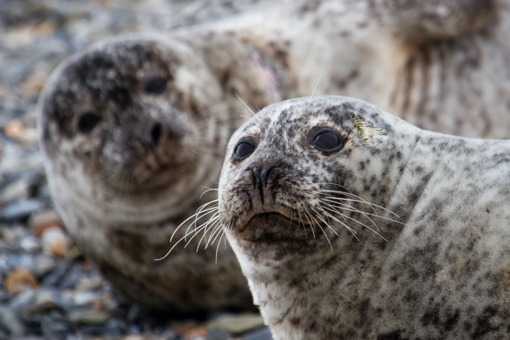 Seals