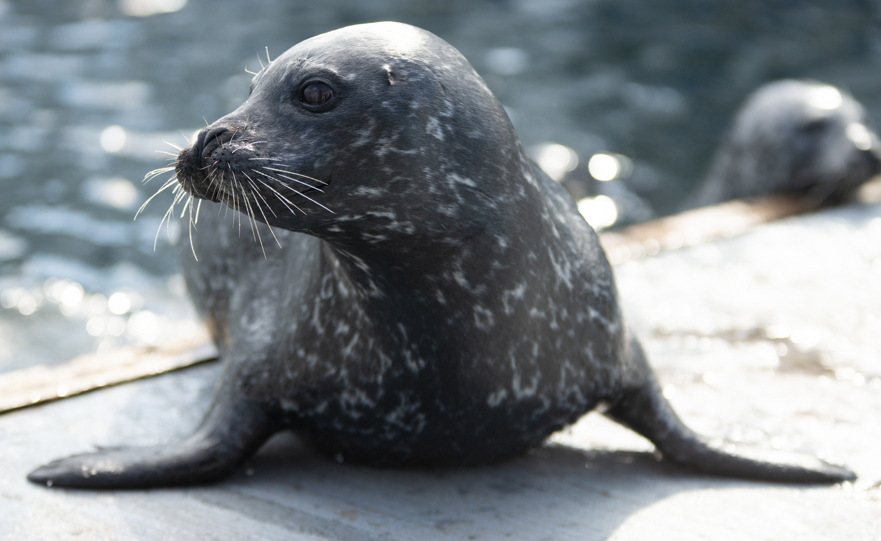 Seals